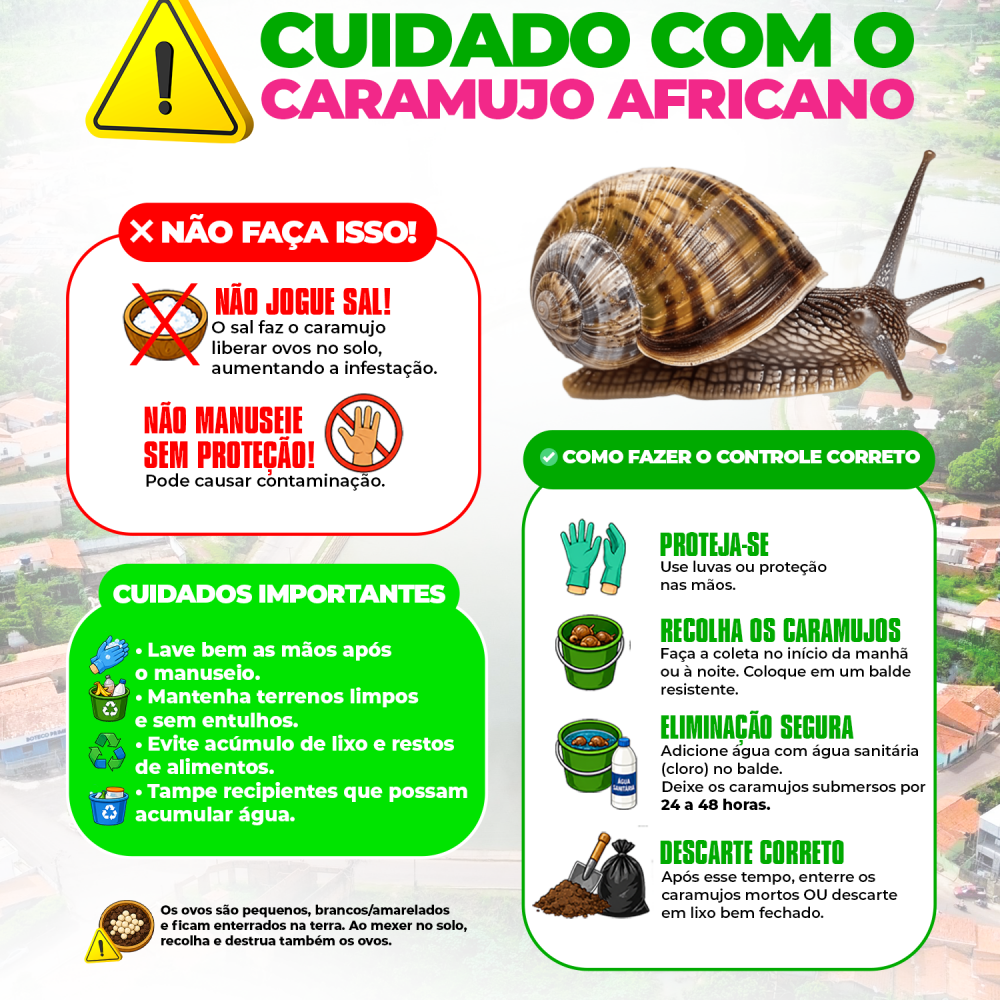 CUIDADO COM O CARAMUJO AFRICANO